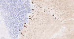 IP3 Receptor 1 Antibody in Immunohistochemistry (Paraffin) (IHC (P))
