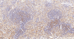 IP3 Receptor 1 Antibody in Immunohistochemistry (Paraffin) (IHC (P))