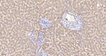 ORM1 Antibody in Immunohistochemistry (Paraffin) (IHC (P))