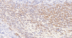 ORM1 Recombinant Rabbit Monoclonal Antibody (9G1)