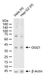 OGG1 Antibody in Western Blot (WB)