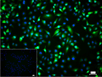 TrxR1 Recombinant Rabbit Monoclonal Antibody (20F6)