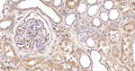 TrxR1 Antibody in Immunohistochemistry (Paraffin) (IHC (P))