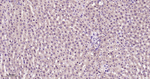 TrxR1 Antibody in Immunohistochemistry (Paraffin) (IHC (P))