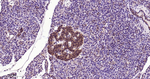 TrxR1 Antibody in Immunohistochemistry (Paraffin) (IHC (P))