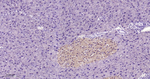 TrxR1 Antibody in Immunohistochemistry (Paraffin) (IHC (P))