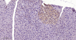 TrxR1 Antibody in Immunohistochemistry (Paraffin) (IHC (P))