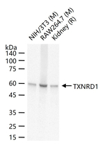 TrxR1 Antibody in Western Blot (WB)