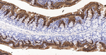 Carbonic Anhydrase II Antibody in Immunohistochemistry (Paraffin) (IHC (P))