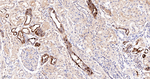 Carbonic Anhydrase II Antibody in Immunohistochemistry (Paraffin) (IHC (P))