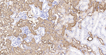 Carbonic Anhydrase II Antibody in Immunohistochemistry (Paraffin) (IHC (P))