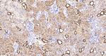 Carbonic Anhydrase II Antibody in Immunohistochemistry (Paraffin) (IHC (P))