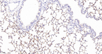 Carbonic Anhydrase II Antibody in Immunohistochemistry (Paraffin) (IHC (P))