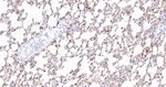 Carbonic Anhydrase II Antibody in Immunohistochemistry (Paraffin) (IHC (P))