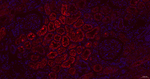 RBP4 Recombinant Rabbit Monoclonal Antibody (6E13)