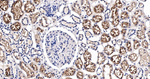 RBP4 Antibody in Immunohistochemistry (Paraffin) (IHC (P))