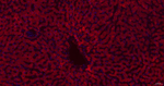 RBP4 Antibody in Immunohistochemistry (Paraffin) (IHC (P))