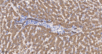RBP4 Antibody in Immunohistochemistry (Paraffin) (IHC (P))