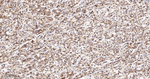 RBP4 Antibody in Immunohistochemistry (Paraffin) (IHC (P))