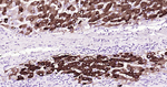 CYP3A4 Recombinant Rabbit Monoclonal Antibody (1F9)