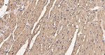 FABP3 Antibody in Immunohistochemistry (Paraffin) (IHC (P))