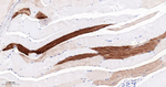 FABP3 Recombinant Rabbit Monoclonal Antibody (2B5)