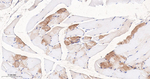 FABP3 Antibody in Immunohistochemistry (Paraffin) (IHC (P))