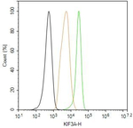 KIF3A Antibody in Flow Cytometry (Flow)