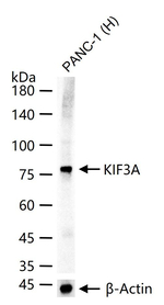 KIF3A Recombinant Rabbit Monoclonal Antibody (12G2)