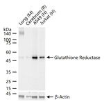 GSR Recombinant Rabbit Monoclonal Antibody (5F7)