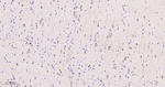 RASSF1 Antibody in Immunohistochemistry (Paraffin) (IHC (P))
