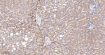 RASSF1 Antibody in Immunohistochemistry (Paraffin) (IHC (P))