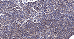 RASSF1 Antibody in Immunohistochemistry (Paraffin) (IHC (P))