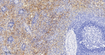 PF4 Antibody in Immunohistochemistry (Paraffin) (IHC (P))