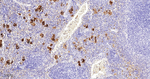 PF4 Recombinant Rabbit Monoclonal Antibody (11D6)