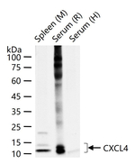PF4 Antibody in Western Blot (WB)
