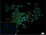 SIN3A Recombinant Rabbit Monoclonal Antibody (3G11)