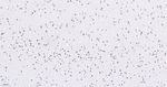 SIN3A Antibody in Immunohistochemistry (Paraffin) (IHC (P))