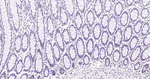 SIN3A Antibody in Immunohistochemistry (Paraffin) (IHC (P))