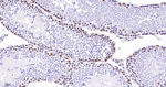 SIN3A Antibody in Immunohistochemistry (Paraffin) (IHC (P))