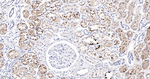 alpha-1 Microglobulin Recombinant Rabbit Monoclonal Antibody (2H4)