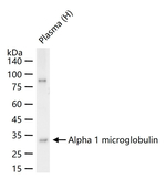 alpha-1 Microglobulin Antibody in Western Blot (WB)