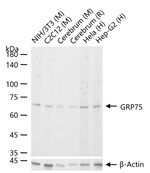 HSPA9 Recombinant Rabbit Monoclonal Antibody (7H8)