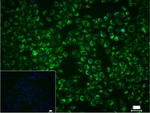 PRDX3 Recombinant Rabbit Monoclonal Antibody (17A17)