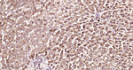 PRDX3 Antibody in Immunohistochemistry (Paraffin) (IHC (P))