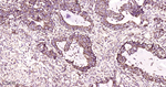 PRDX3 Antibody in Immunohistochemistry (Paraffin) (IHC (P))