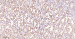 PRDX3 Antibody in Immunohistochemistry (Paraffin) (IHC (P))