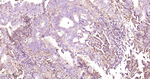 PRDX3 Antibody in Immunohistochemistry (Paraffin) (IHC (P))