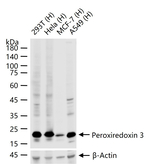 PRDX3 Antibody in Western Blot (WB)
