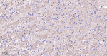 CNTNAP1 Recombinant Rabbit Monoclonal Antibody (5E3)